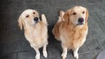 Marley &amp; Kiara (Urgent Adoption) - Golden Retriever Dog