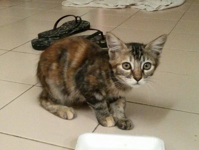 Chique - Domestic Medium Hair + Domestic Short Hair Cat