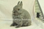 Netherland Dwarf - Blue 151 - Netherland Dwarf Rabbit