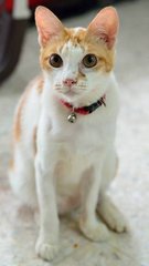 X Mayki - Peanut (♂) - Domestic Short Hair Cat