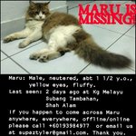 Maru - Domestic Long Hair Cat