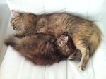 This is Nala and her mother. I am not giving her mother away yet as she just had three newborn kitte