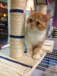 Exotic Shorthair Kitten - Exotic Shorthair Cat