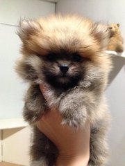 Quality Pomeranian With Mka - Pomeranian Dog