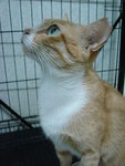 Maybank - Domestic Short Hair Cat