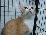 Maybank - Domestic Short Hair Cat
