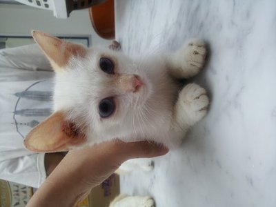 Snowball - Domestic Short Hair Cat
