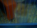 Archie - Common Hamster Hamster