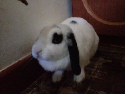 Kun Kun - Holland Lop Rabbit