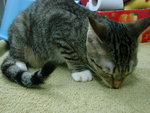 C14 - Domestic Short Hair Cat