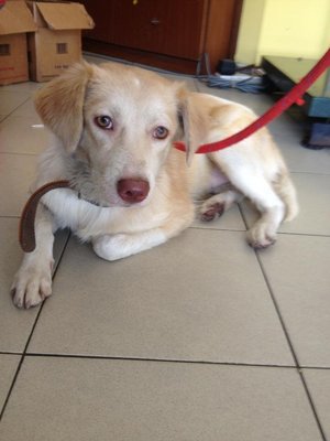 Beauty Found In Pavillion Mall Kl! - Golden Retriever Mix Dog
