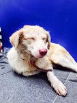 Beauty Found In Pavillion Mall Kl! - Golden Retriever Mix Dog