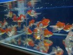 Red &amp; White Lionhead Gold Fish - Goldfish Fish