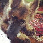 Sable German Shepherd For Sale  - German Shepherd Dog Dog