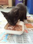 Wet food for kitten