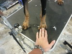 Doberman 'giant' - Doberman Pinscher Dog