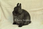 Netherland Dwarf - Black 11 - Netherland Dwarf Rabbit