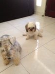 Sachi And Uma - Shih Tzu + Schnauzer Dog