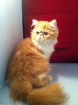 Yellow  Persian - Persian Cat