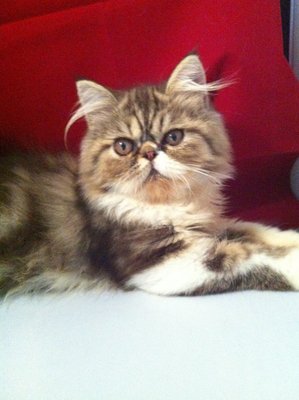 Marble Persian - Persian Cat