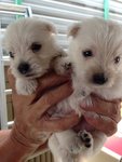 West Highland Terrier For Sale  - West Highland White Terrier Westie Dog
