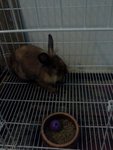 Bunny N Loppy  - Bunny Rabbit + Angora Rabbit Rabbit