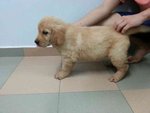 Bernis - Golden Retriever Dog