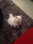 Archie - Persian Cat