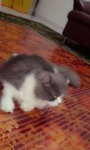 Milolova - Persian Cat