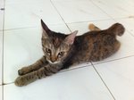 PF50482 - Domestic Short Hair Cat