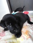 Little Blackie 1 - Mixed Breed Dog