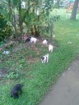 Cute Pups Urgently Need Re - Home - Mixed Breed Dog