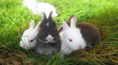 Bunny Angora+lionhead - Angora Rabbit + Lionhead Rabbit