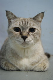 Grey Lady - Domestic Medium Hair Cat
