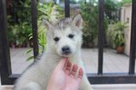Grey White Siberian Husky Puppies - Siberian Husky Dog