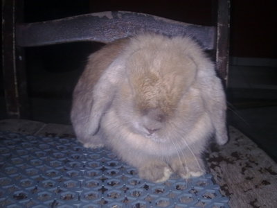 Glady's - Holland Lop Rabbit