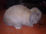 Glady's - Holland Lop Rabbit