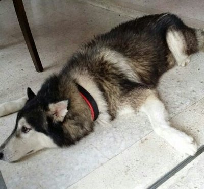 Male Husky Found  - Husky Dog