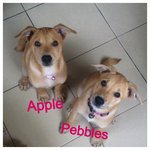 Apple &amp; Pebbles - Mixed Breed Dog