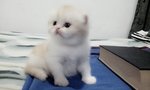 Loui - Persian Cat