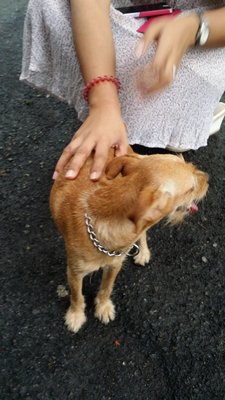 Found In Pj8 - Mixed Breed Dog