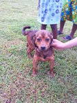 Brownie - Beagle + Belgian Shepherd Dog Sheepdog Dog