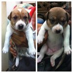 2 Cutest Puppies Ever! - Mixed Breed Dog
