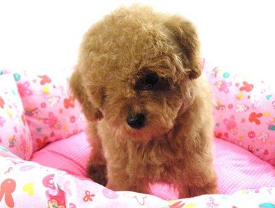 Taiwan Lineage Apricot Toy Poodle  - Poodle Dog