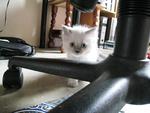 Kiki - Persian + Applehead Siamese Cat