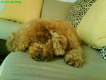 Teddy - Poodle Dog
