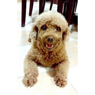Teddy - Poodle Dog