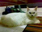Dora - Domestic Long Hair + Persian Cat