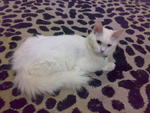 Dora - Domestic Long Hair + Persian Cat