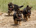Gsd Pup For Sale... - German Shepherd Dog Dog